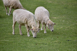 丸刈り羊